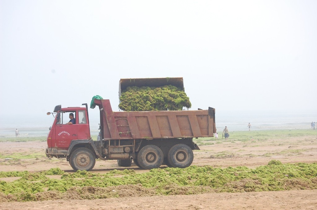 Blue-Green algae disappearing from Qingdao © Mark Fullerton